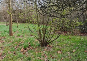 działka na sprzedaż - Tarnowskie Góry, Strzybnica